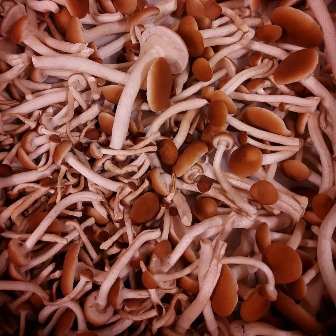 Labs No.001 — Pickled Sesame Chilli Swordbelt Mushrooms