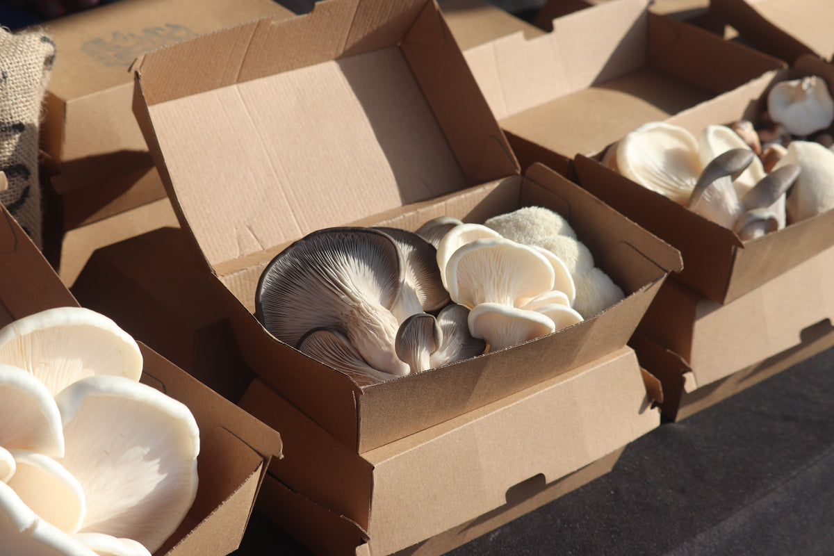 Sporadical City Mushrooms urban farm Alphington